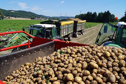 Pahmeyer`s Kartoffelernte 2017 in vollem Gange